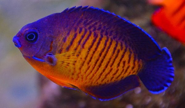 Coral beauty angelfish care online
