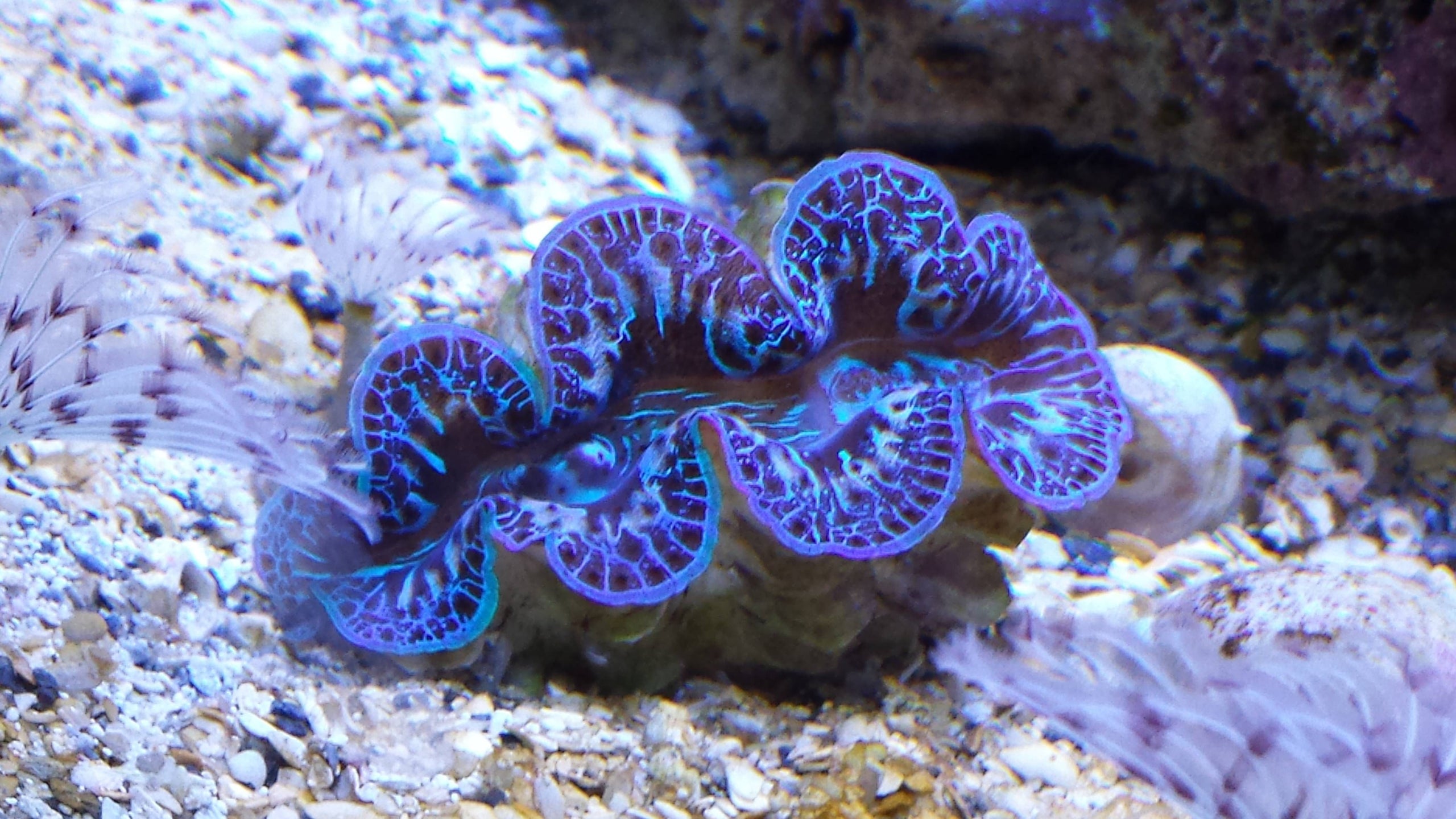 Purple maxima sale clam