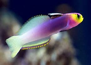 Helfrichi Firefish Goby M The Aqua Arium LLC